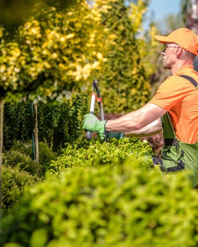 Caucasian Garden Worker Trimming Trees and Plants Using Large Scissors.