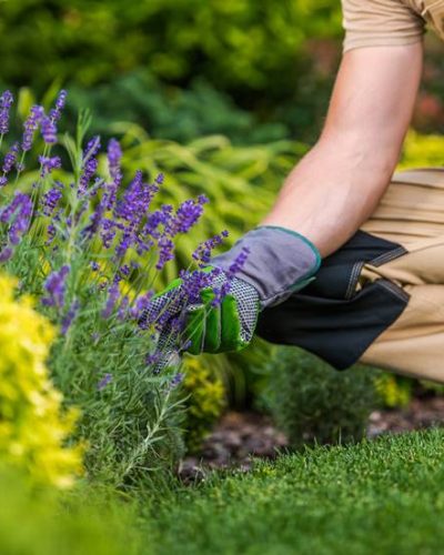 Caucasian Gardener in His 40s with Large Scissors in Hand and the Garden Maintenance Job.